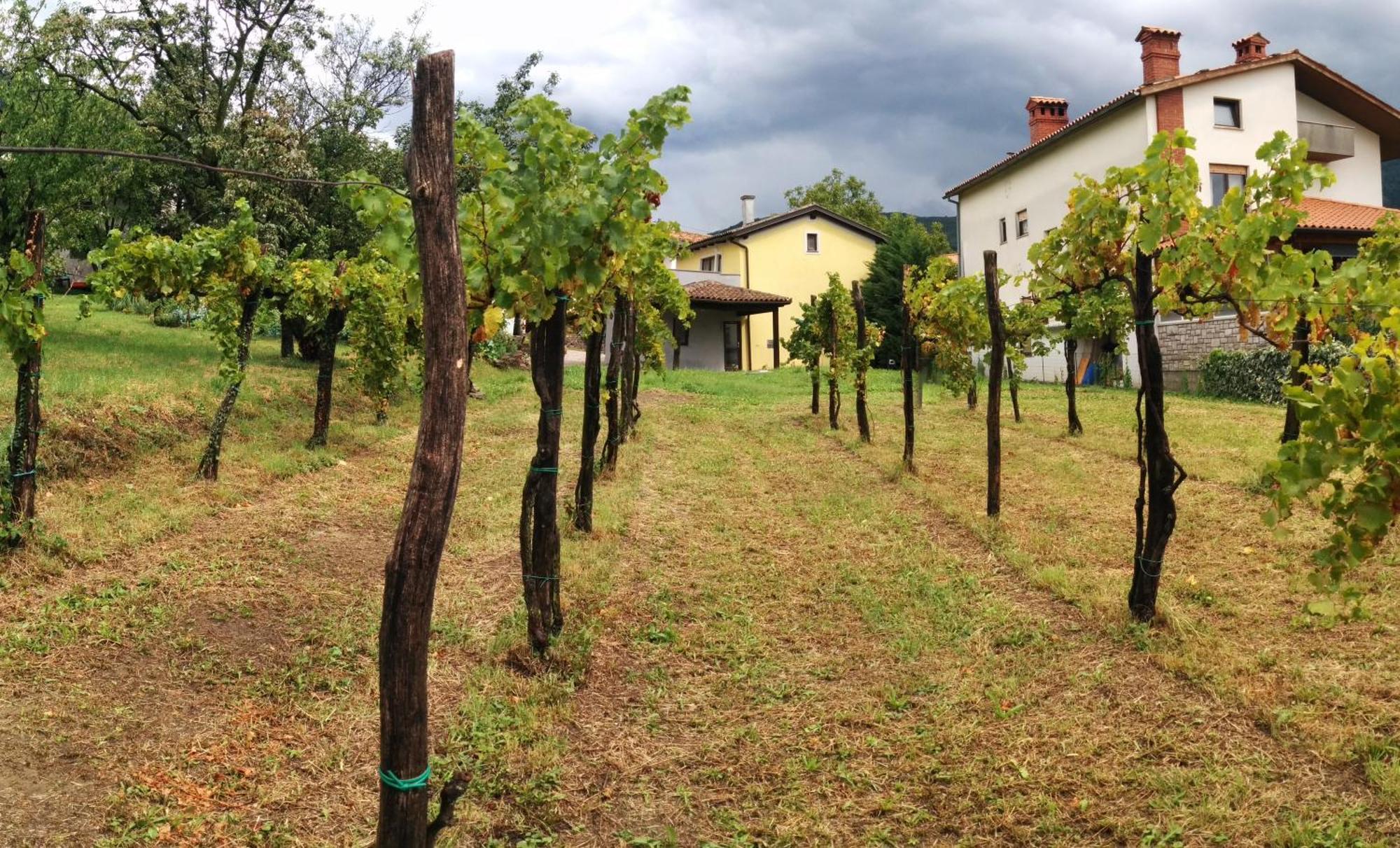 Small House In Vipava Valley エクステリア 写真